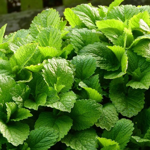 Melissa officinalis lemon - melissa,