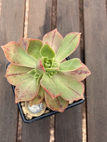 Aeonium leucoblepharum