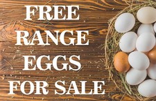 FREE RANGE EGGS FOR SALE Metal