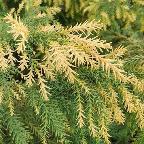 Japanese cedar cryptomeria - cedar, (cryptomeria