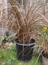  Ornamental Grass Carex Comans