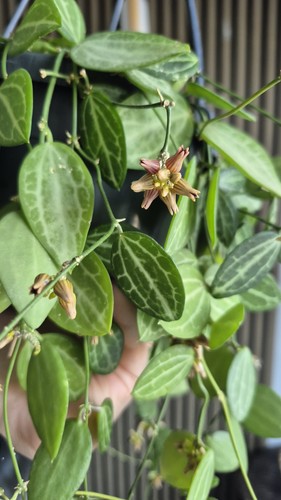 Dischidia ovata watermelon - ovata,