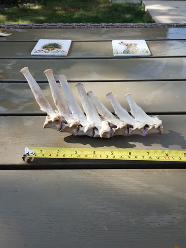 Fallow deer bones for - fallow,