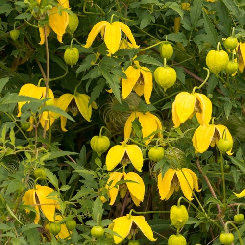 Clematis tangutica - t&m,