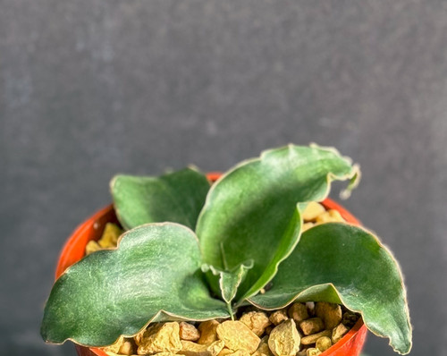 Sansevieria subspicata rare - subspicata,