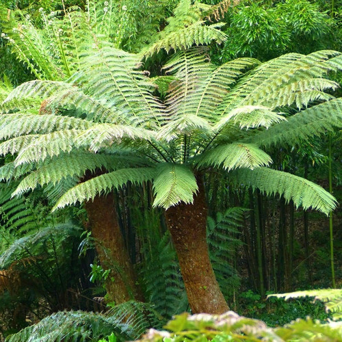 Dicksonia antarctica tree - antarctica,