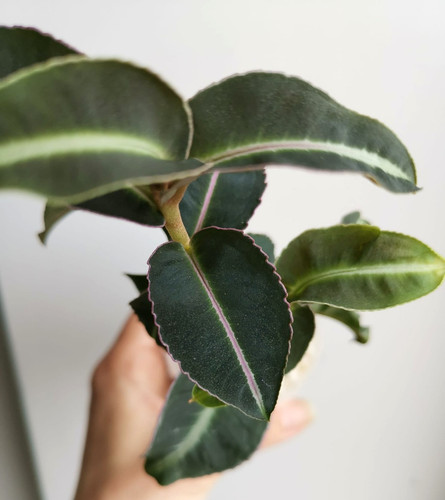 Labisia pumila tropical - pumila, |