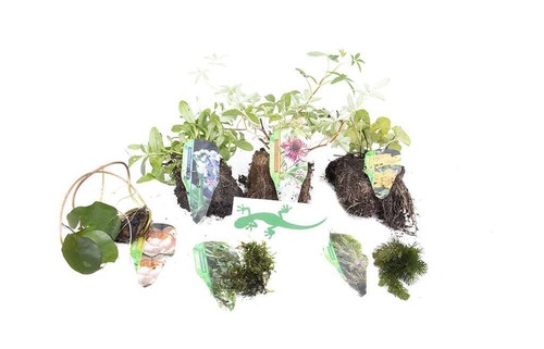 Lincolnshire pond plants - pond,