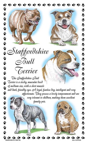 Staffordshire bull terrier - staffordshire,