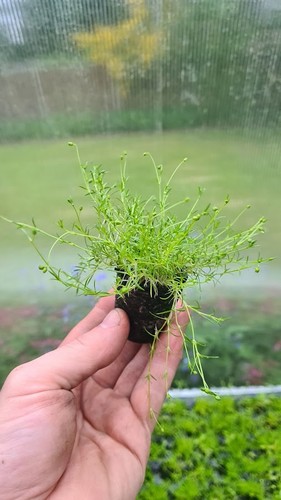 Sagina subulata irish - 6x,