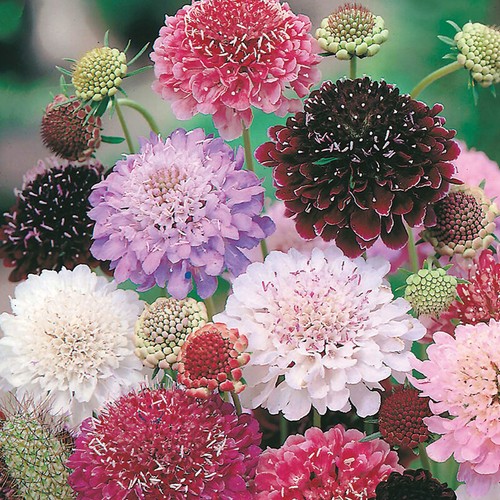 Scabiosa flower seeds three - scabiosa,