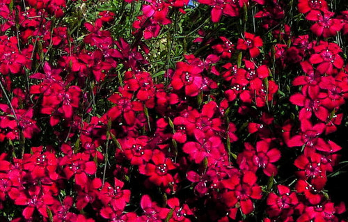 Plug plants dianthus - plants,
