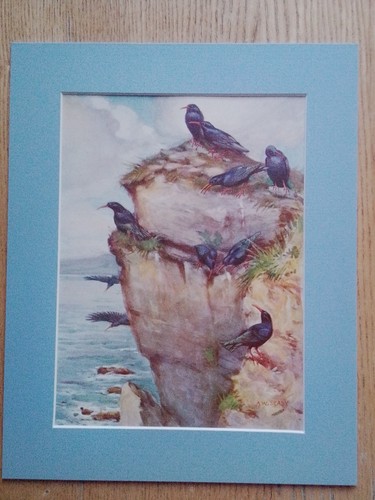 Choughs seaby artist - choughs:, a