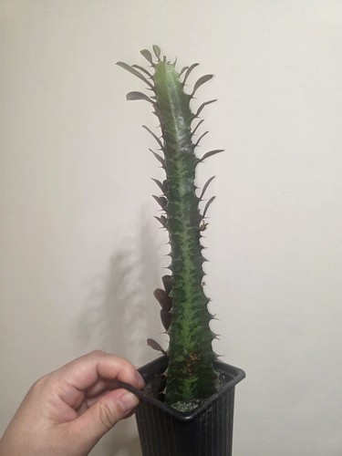 Euphorbia trigona rubra 8cm - trigona, in