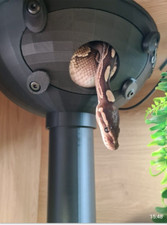 snake hide large with small