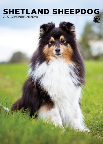 Shetland sheepdog 2027 - |, a3