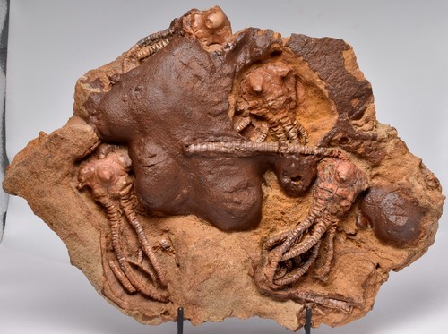 Crinoid fossil plate - fossil,