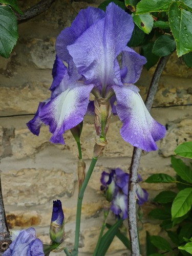 Bearded iris x - bearded,