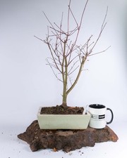 Japanese Maple Deshojo Bonsai Tree Acer palmatum 25cm Pot Ungrafted Raw