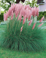 CORTADERIA SELLOANA ROSA -