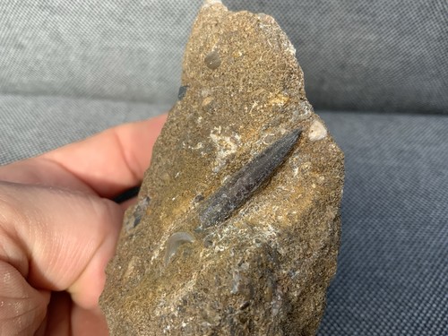 Scunthorpe fossil belemnite - fossil,
