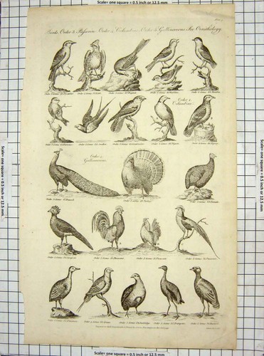Original old antique print - original,