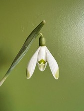Galanthus nivalis ‘Warei’