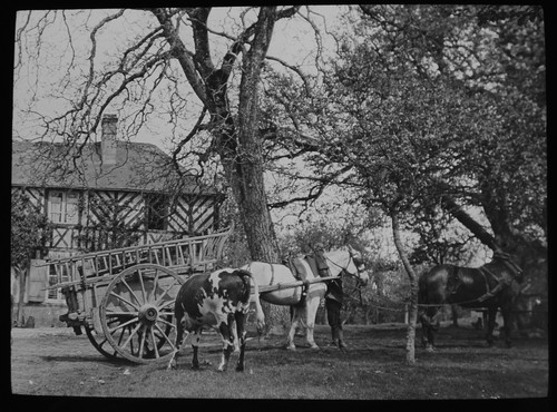 Horse and cart - horse, france