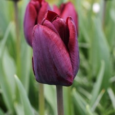 Tulip Ronaldo Flower Bulbs
