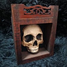 Life Size Human Skull Plaster Cast Realistic Shadow Box Model 1:1 Curio Oddity