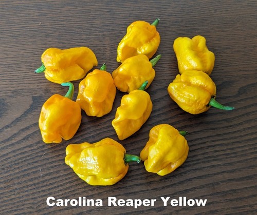 Seed hot pepper yellow - hot,