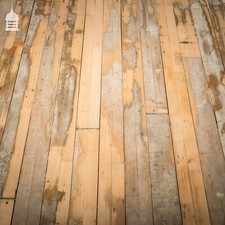 Tongue & Groove Hardwood Floorboard, 51 Square Metres of 20th C Skimmed Beech