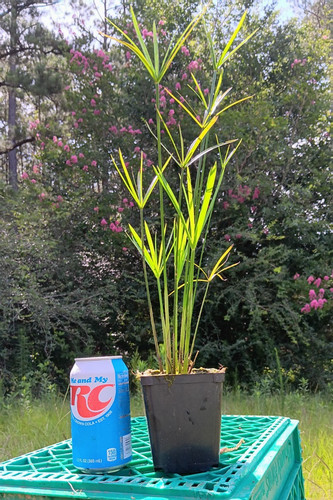 Dwarf umbrella palm - umbrella,