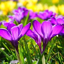 CROCUS BULBS 25 Purple Early