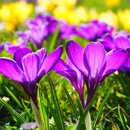 Crocus bulbs purple early - crocus,
