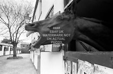 RED RUM GINGER MCCAIN GRAND