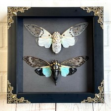 Cicada Pair White Ghost + Turquoise Wing Baroque Box Frame Display Case Insect