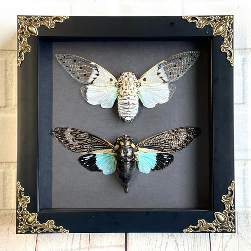 Cicada pair white ghost - cicada,