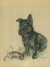 SCOTTISH TERRIER AND RAT LOVELY OLD VINTAGE 1930'S DOG ART PRINT by KF BARKER