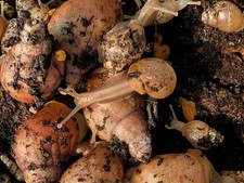 Giant African Land Snail "Food"