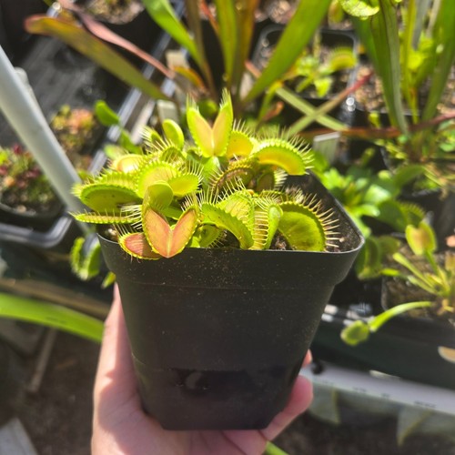 G16 venus flytrap giant - g16, –