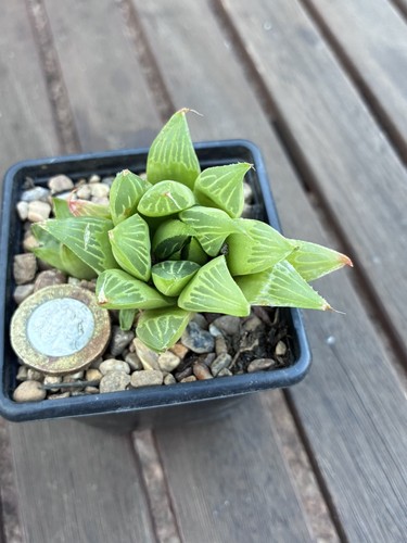 Haworthia retusa succulent - retusa,