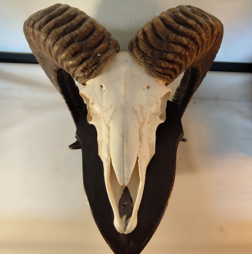 Mufflon antler trophy - antler, mount