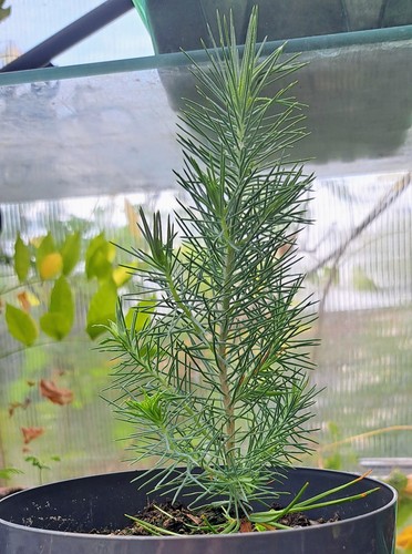 Pinus pinea italian - pinus, stone