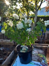 Dwarf PHILADELPHUS SNOWBELLE