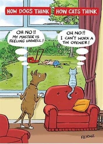 Funny cats dogs - what, pets