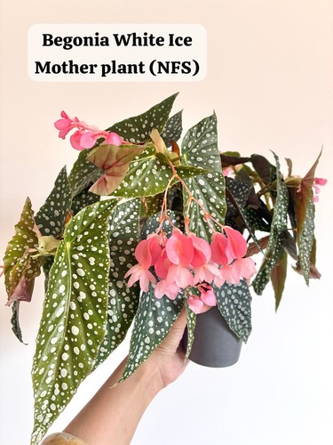 Indoor houseplant begonia - indoor,
