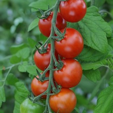 Tomato Maisey Dwarf Bush