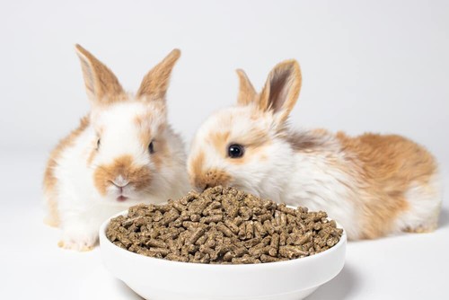 Grain premium rabbit - grain,
