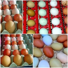 fresh f€rtil€ h@tchng eggs